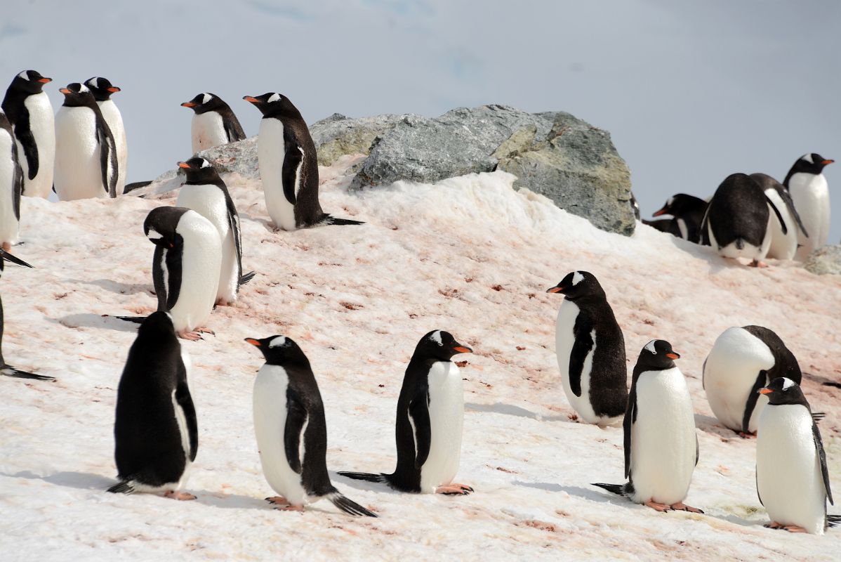 11A Gentoo Penguins On Danco Island On Quark Expeditions Antarctica Cruise